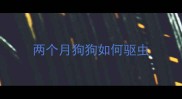 两个月狗狗如何驱虫