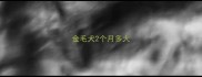金毛犬2个月多大