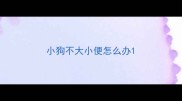 小狗不大小便怎么办