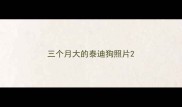 三个月大的泰迪狗照片