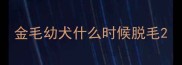 金毛幼犬什么时候脱毛