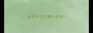 金毛多久打理一次毛