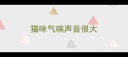猫咪气喘声音很大