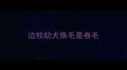 边牧幼犬换毛是卷毛