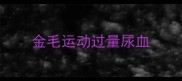 金毛运动过量尿血