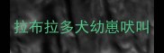 拉布拉多犬幼崽吠叫