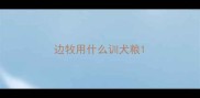 边牧用什么训犬粮