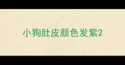 小狗肚皮颜色发紫