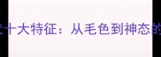 哈士奇幼犬十大特征从毛色到神态的饲养指南