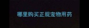 哪里购买正规宠物用药