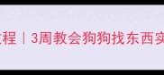 金毛寻回训练保姆级教程3周教会狗狗找东西实战技巧附训练视频