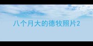 八个月大的德牧照片