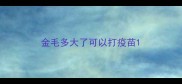 金毛多大了可以打疫苗