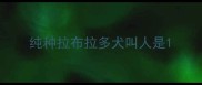 纯种拉布拉多犬叫人是