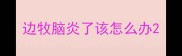 边牧脑炎了该怎么办