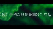 红色哈士奇多少钱性格温顺还是高冷红哈士奇优缺点全