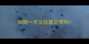 狗狗一天没拉屎正常吗