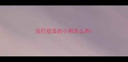 没打疫苗的小狗怎么养