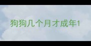 狗狗几个月才成年