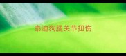 泰迪狗腿关节扭伤