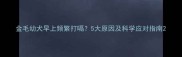 金毛幼犬早上频繁打嗝5大原因及科学应对指南