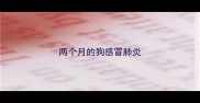 两个月的狗感冒肺炎