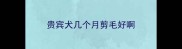 贵宾犬几个月剪毛好啊