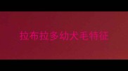 拉布拉多幼犬毛特征