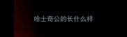 哈士奇公的长什么样