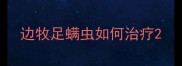 边牧足螨虫如何治疗