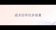 成犬拉布拉多饭量