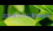 边牧黄白可以配咖啡吗