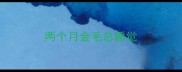 两个月金毛总睡觉