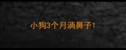 小狗3个月淌鼻子