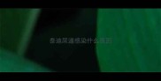 泰迪尿道感染什么原因