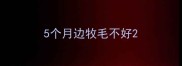 5个月边牧毛不好