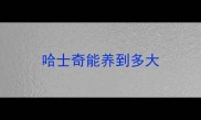 哈士奇能养到多大