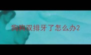狗狗双排牙了怎么办