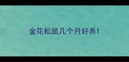 金花松鼠几个月好养