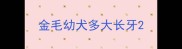 金毛幼犬多大长牙