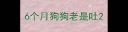 6个月狗狗老是吐