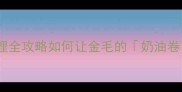 拉布拉多毛发护理全攻略如何让金毛的奶油卷永远顺滑发光