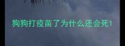 狗狗打疫苗了为什么还会死