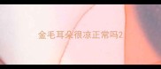 金毛耳朵很凉正常吗