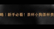 茶杯犬养护全攻略新手必看茶杯小狗茶杯贵宾养护要点大公开