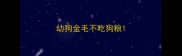 幼狗金毛不吃狗粮