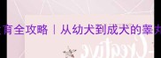 狗狗蛋蛋发育全攻略从幼犬到成犬的睾丸护理指南