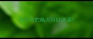几个月的柴犬可以洗澡