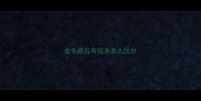 金毛跟拉布拉多怎么区分