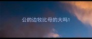 公的边牧比母的大吗